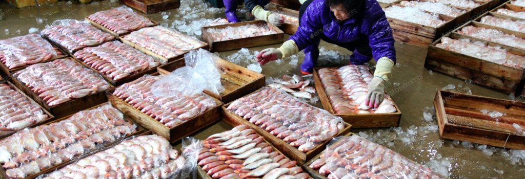 two_people_packing_fish_in_wooden_boxes-scopio-0c7db660-66d5-4f9a-b430-fd827b710d15